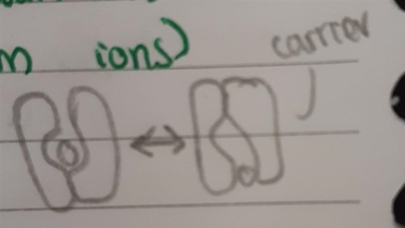 Describe how facilitated diffusion helps large molecules cross cell membranes. What-example-1