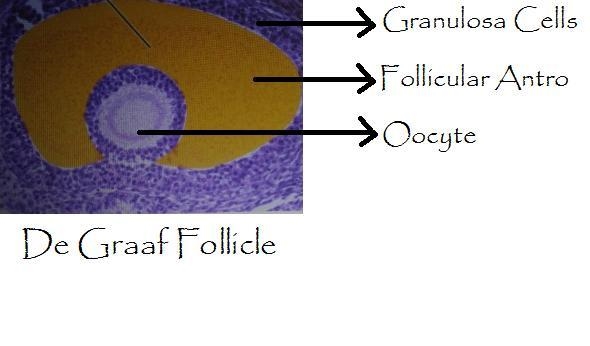 The highlighted structure separates the oocyte from the externally located ________. zona-example-1