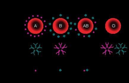 Jess has A- blood type (the negative refers to the status of the Rh antigen), has-example-1