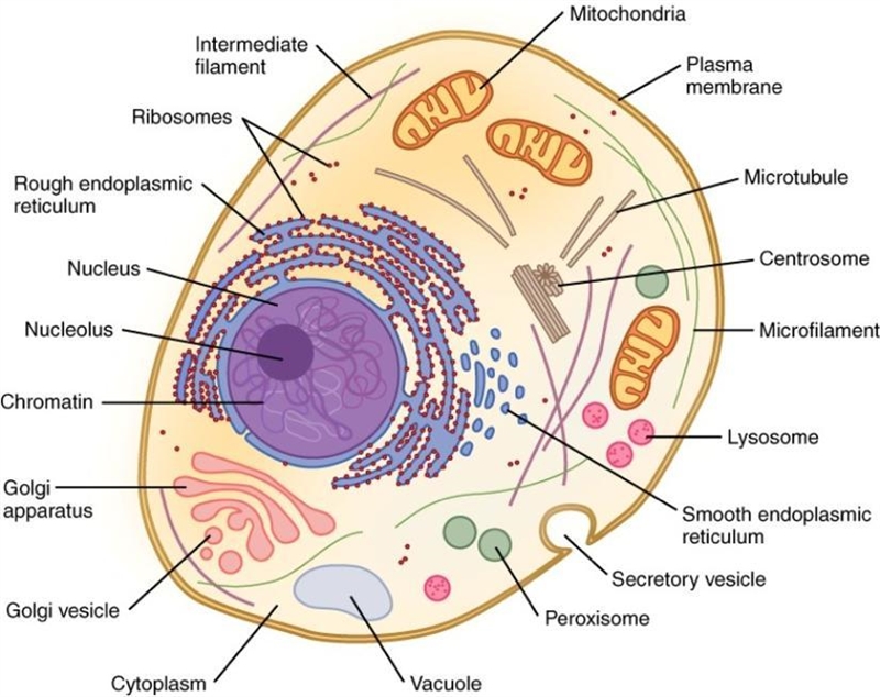 Can someone please help me label these parts of animal cell-example-1