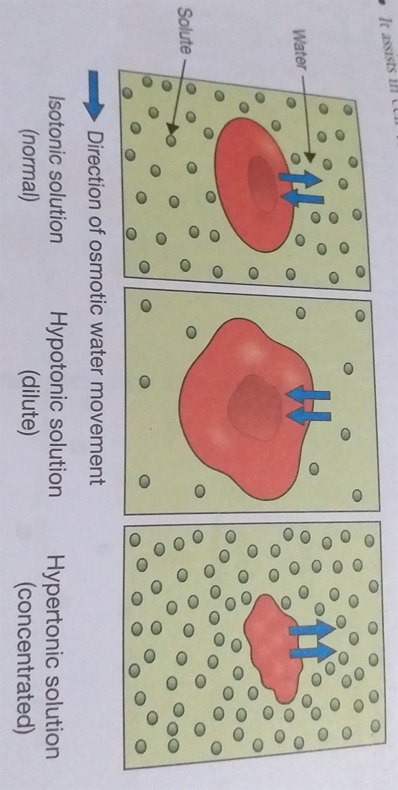 In an ________ solution, red blood cells ________. Group of answer choices hyposmotic-example-1