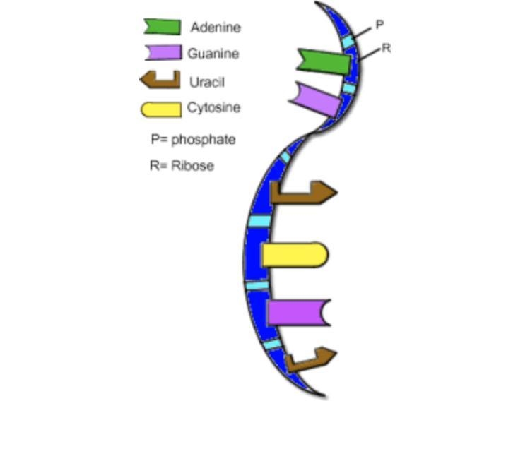 I need help in built a dna and rna model?-example-1