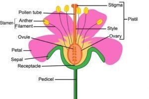 Label the parts of the flower in the given diagram​-example-1