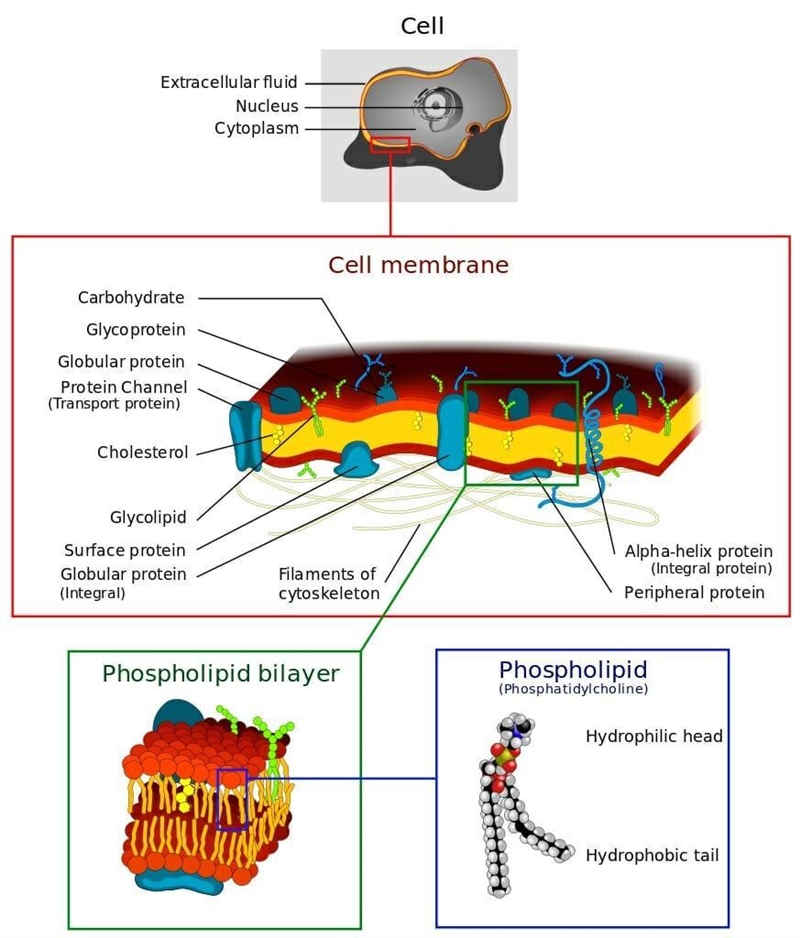 How might retaining too much heat be a disadvantage to an organism?-example-1