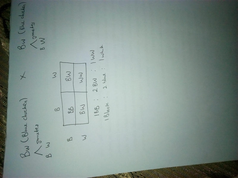 In a species of chickens, incomplete dominance between alleles for black (B) and white-example-1