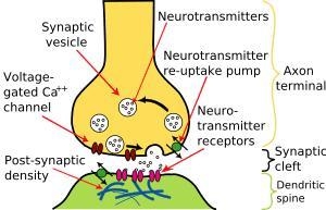 A nerve impulse from one neuron affects the activity of a neighboring neuron at a-example-1