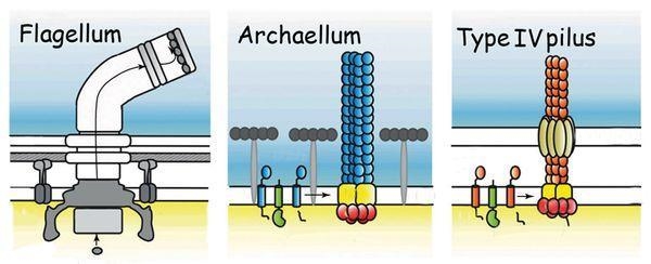 Archaeal flagella __________. a. rotate as bacterial flagella do b. do not contain-example-2