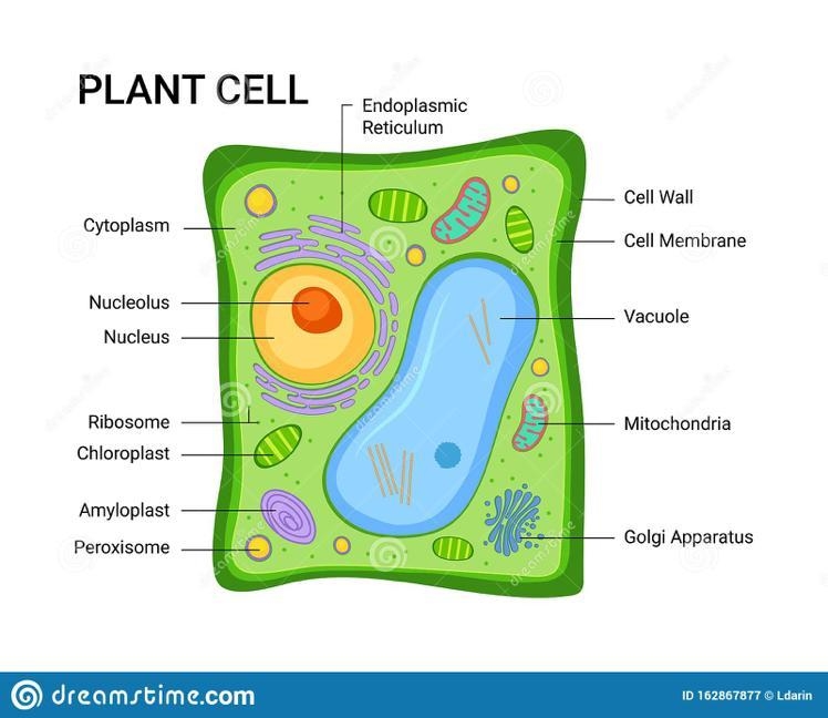 Hi! I am having trouble labelling this Plant cell, so could you please help me label-example-1