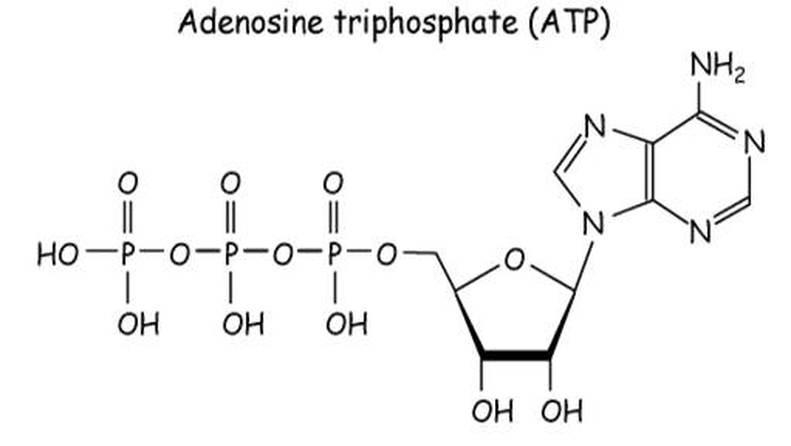 Identify which of the following statements is NOT true. 1. ATP is formed when energy-example-1