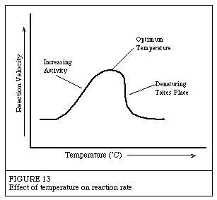 In graphs of enzyme activity versus temperature, activity increases up to a certain-example-1