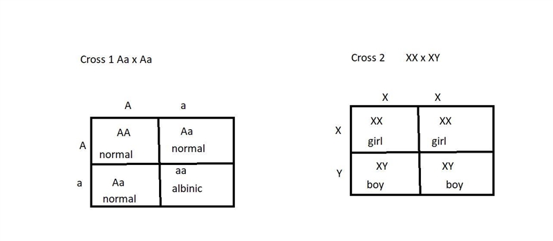 Albinism, lack of pigmentation in humans, results from an autosomal recessive gene-example-1