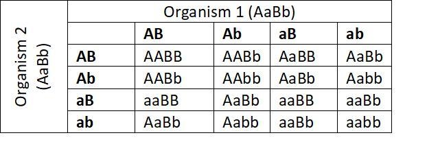 Help in biology please! Explanation would be helpful! 22. Give the mRNA complementary-example-1