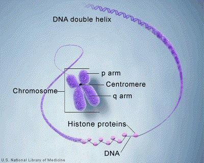 what do u mean by this chromosones contain information of inheritance of character-example-1