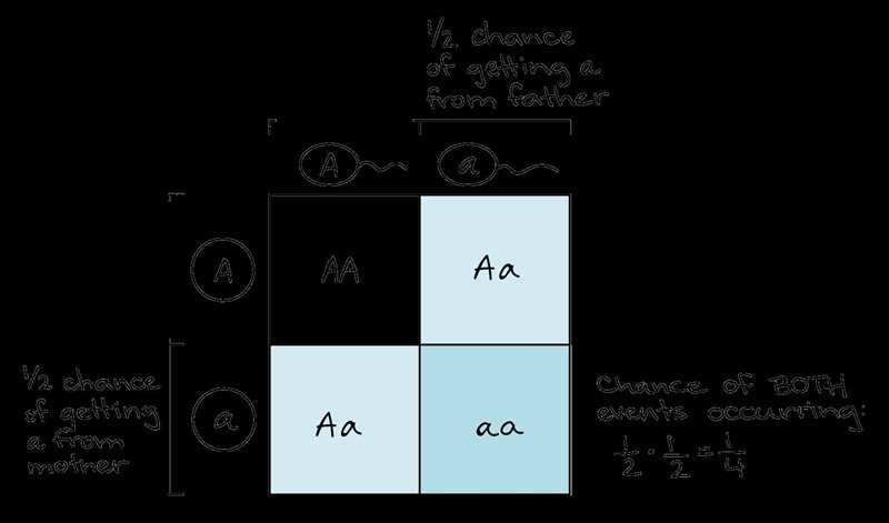 In the space below, write the equation of probability ( Fundamentals of Genetics )-example-1