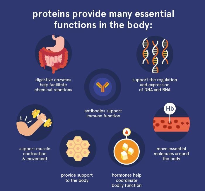 Proteins have a variety of functions within a living cell. What are the possible functions-example-1