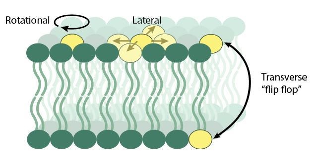 Which of the following statements about the movement of lipids in the bilayer is true-example-1