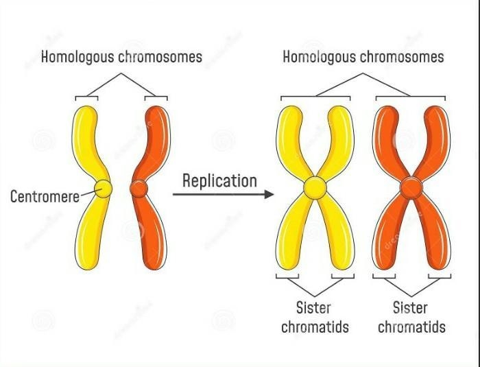 A) chromatin b) chromosome c) centromere d) chromatid-example-1