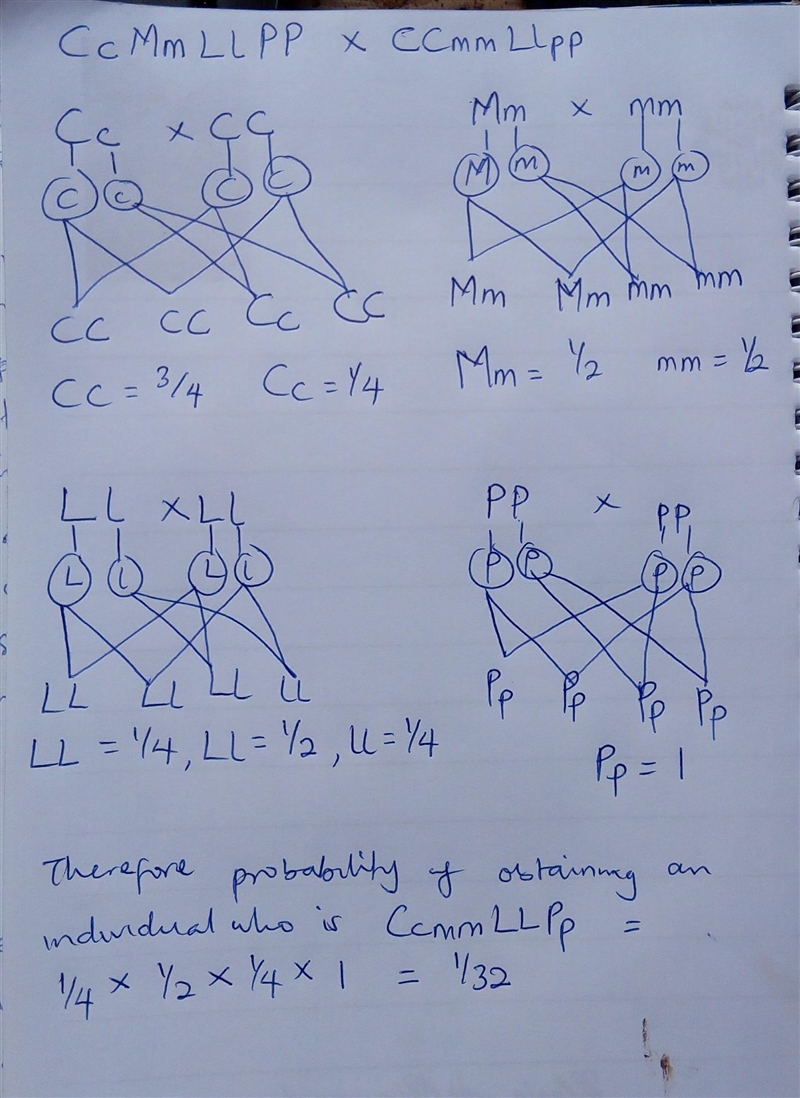 Suppose that we are dealing with four genes, each gene consisting of a dominant allele-example-1