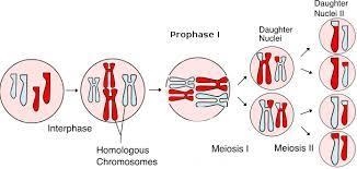 Compare a daughter cell to the mother cell after interphase but before prophase step-example-1