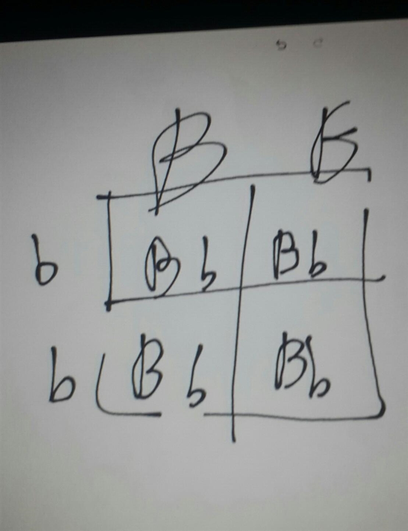 If you crossed a male BB (brown eyes) with a female bb (blue eyes), how many of the-example-1