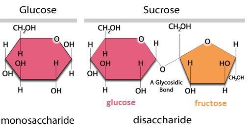 What is the process by which food produced in photosynthesis is transported from the-example-1