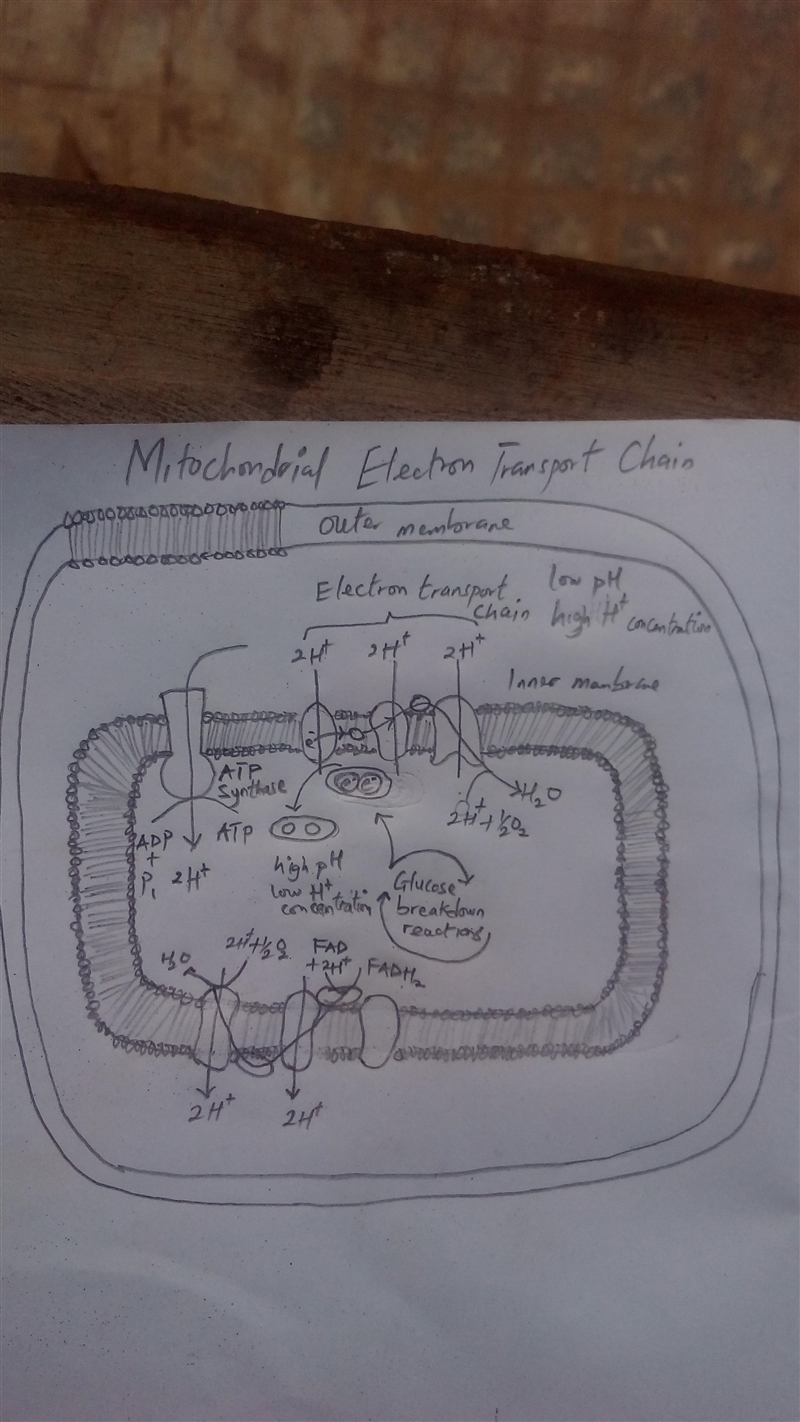 ATP synthesis occurs both as a part of photosynthesis in the chloroplast and as a-example-1