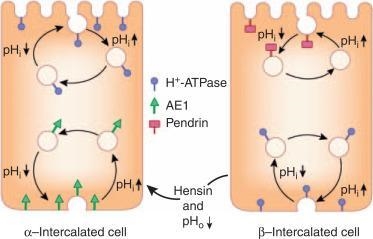 The _____________ cells in the _________________ of a nephron can cause and increase-example-2