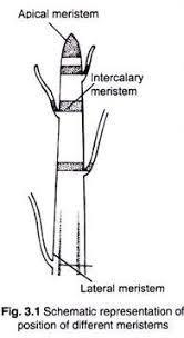 The size of the stem increases in the width due to the ........... meristem.​-example-1