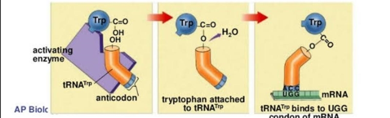 What would be the effect of a mutation in the trp aminoacyl trna synthetase that eliminated-example-1