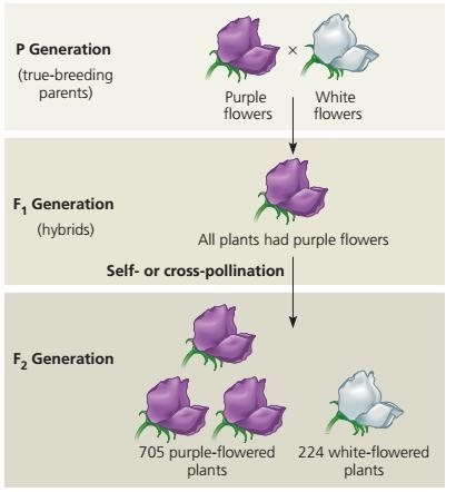 The diagram represents part of Mendel's pea plant experiment. He crossed white-flowered-example-1