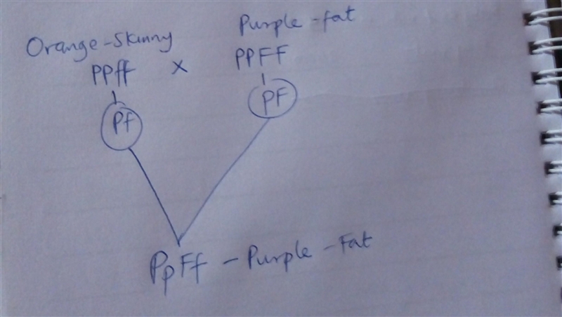 Carrots have a gene called Fat-root with alleles F and f. F, which is dominant, encodes-example-1