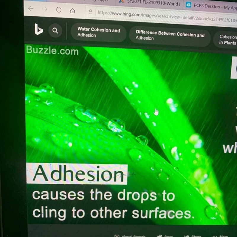 What are some examples of Adhesion?-example-1