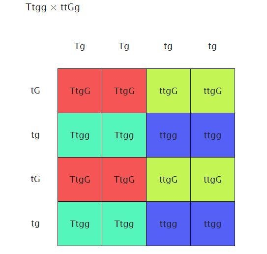 In peas, the allele for tall (T) is dominant over short (t), and the unlinked gene-example-1