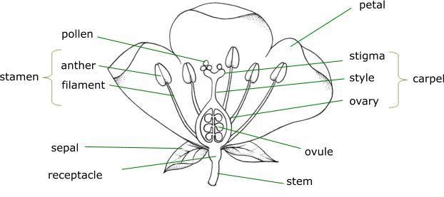 Label the parts of the flower in the given diagram​-example-2