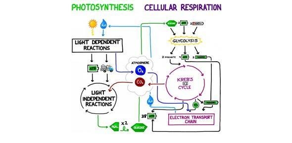 The products of cellular respiration are of photosynthesis 0 products O unrelated-example-1