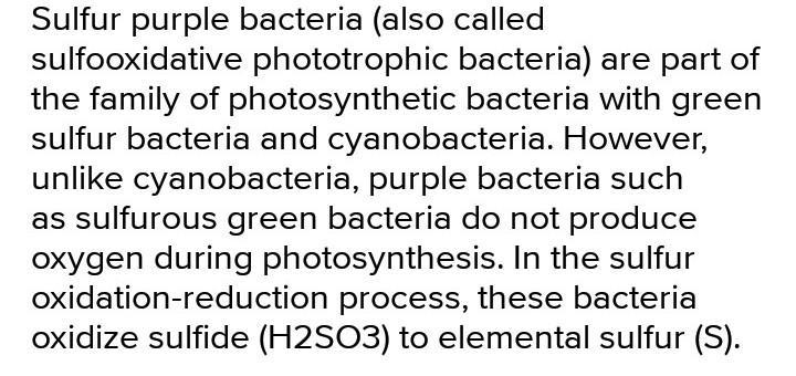 How did the arrival of the green bacteria likely affect the survival of purple bacteria-example-1