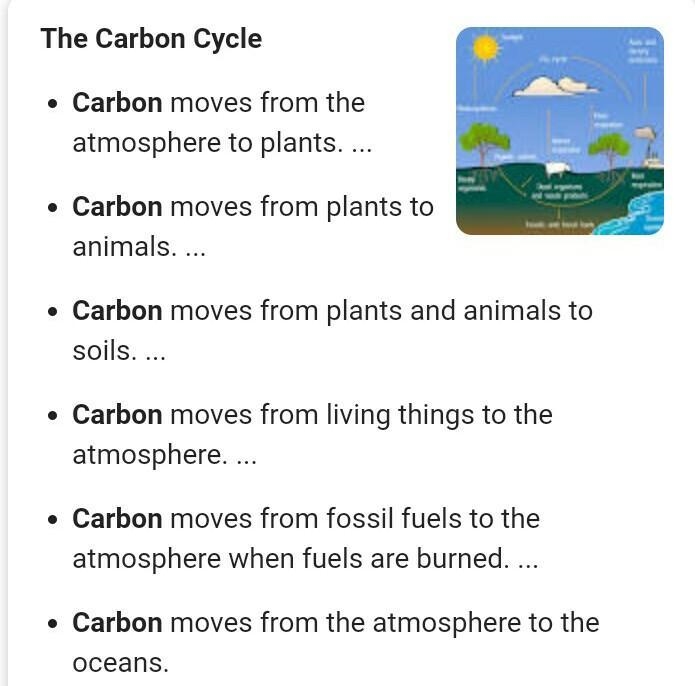 What are the 5 steps of the carbon cycle? ex: For the water cycle is condensation-example-1