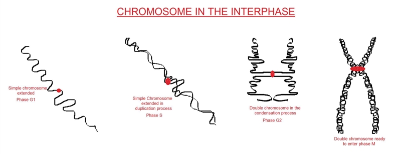 Draw what a single chromosome would look like before and after S phase if the chromatin-example-1