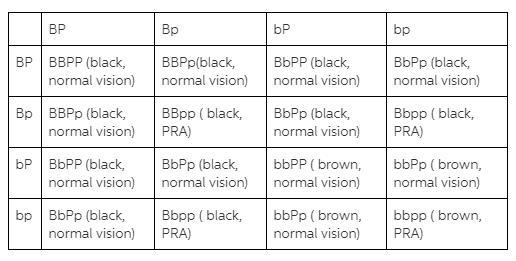 Imagine that we mate two black Labrador dogs with normal vision and find that three-example-1