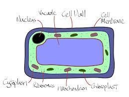 3. The diagram shows a section through a mesophyll cell of a leaf Which part is partially-example-2