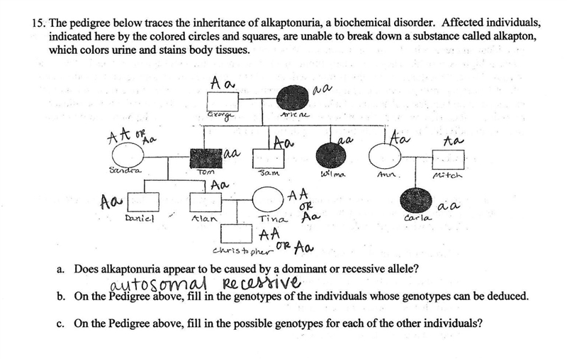 The pedigree below traces the inheritance of alkaptonuria, a biochemical disorder-example-1