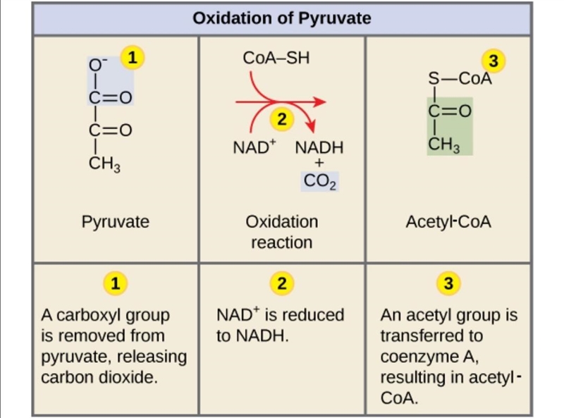 If pyruvate-2-14C (pyruvate with the middle carbon atom radioactively labeled) is-example-1