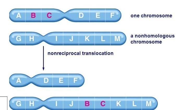 What is traslocation​-example-2