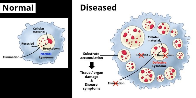 What are three different defects that could be responsible for malfunctioning lysosomes-example-1