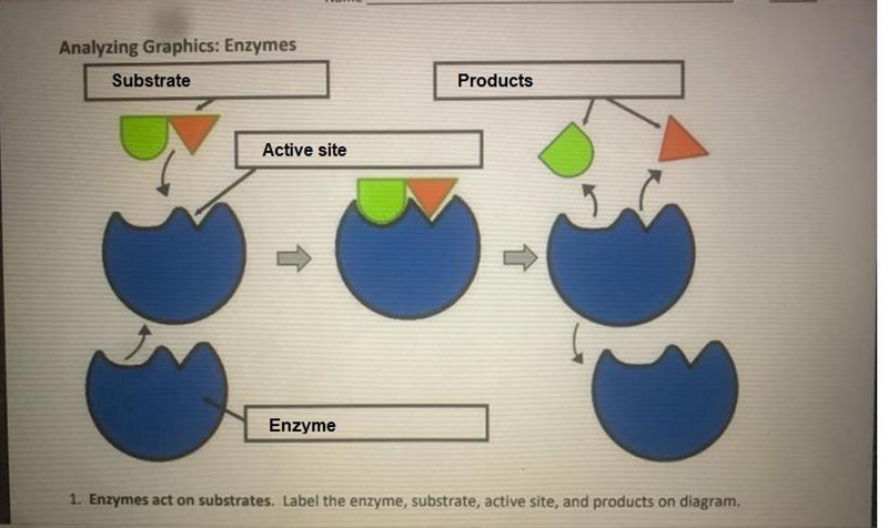 Enzymes labeled. please help i really don’t understand ! asap-example-1