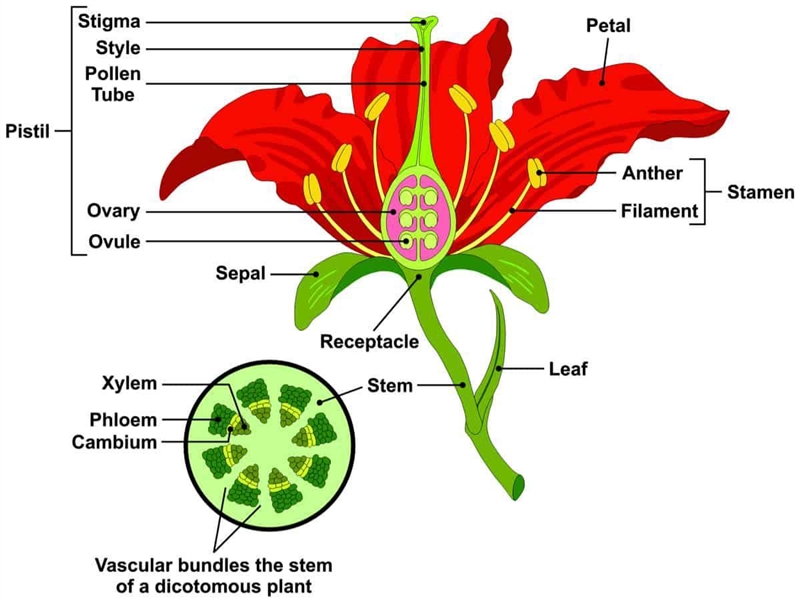 How to draw fertilization of plants??-example-1