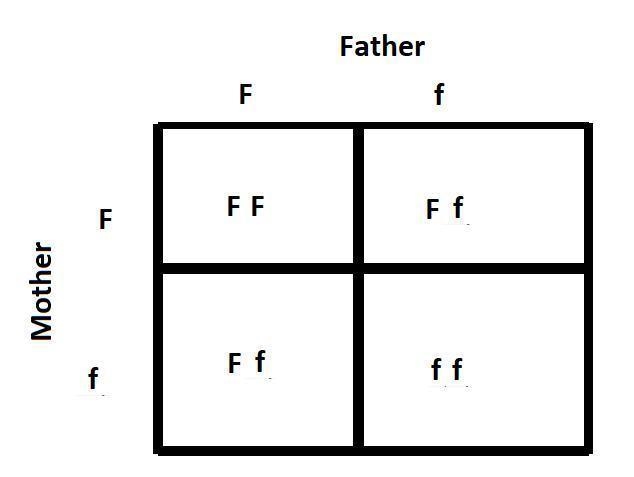 Having freckles (F) is dominant over not having freckles (f). A parent with freckles-example-1