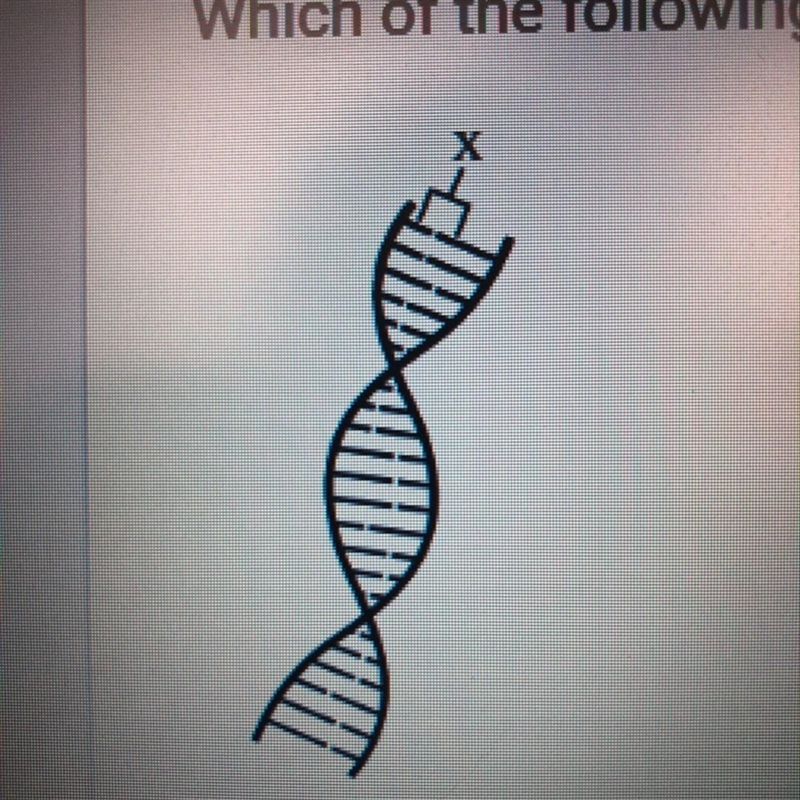 A simple diagram of a DNA molecule is shown below. Which of the following is represented-example-1