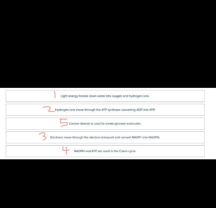 Okay so I need the steps of photosynthesis in the right order, I'm taking a test on-example-1