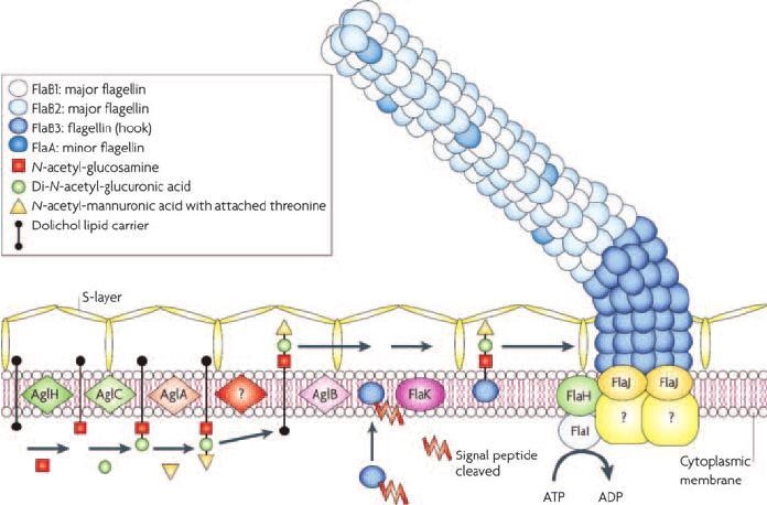 Archaeal flagella __________. a. rotate as bacterial flagella do b. do not contain-example-1